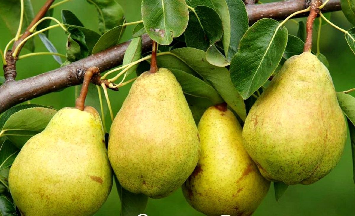 با ۶ خاصیت بی نظیر و درمانی «گلابی» بیشتر آشنا شوید/از درمان سنگ کلیه تا کاهش وزن!