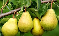 با ۶ خاصیت بی نظیر و درمانی «گلابی» بیشتر آشنا شوید/از درمان سنگ کلیه تا کاهش وزن!