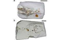 دانشمندان گونه جدیدی از کوسه باستانی را کشف کرده‌اند که در سواحل بریتانیا شنا می‌کرده است