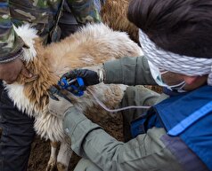 با اجرای واکسیناسیون گسترده تب برفکی تحت کنترل است