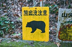 ژاپن نیرو‌های نظامی را برای مقابله با حمله خرس‌ها اعزام می‌کند