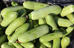 «کدو سبز»، درمانی سریع برای اساسی‌ترین مشکل دستگاه گوارش