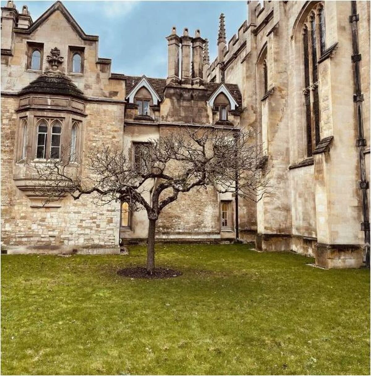 درخت تاثیر برانگیز سیب نیوتن کجا قرار دارد؟