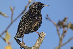 دانشمندان در پرندگان کیفیتی را کشف کرده‌اند که پیش از این تصور می‌شد منحصر به انسان است