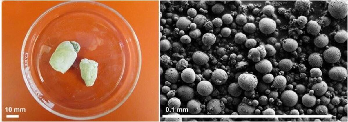 امید به درمان بیماری در انسان با مطالعات ادرار خزندگان