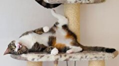 رفتار‌های مختلف گربه‌ها بخاطر قدرت گیاه کت نیپ