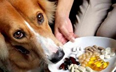 چگونه به حیوان خانگی دارو‌های خوراکی بدهیم؟