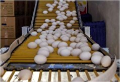 کنار کشیدن برخی مرغداران از تولید افزایش قیمت تخم مرغ را در پی دارد