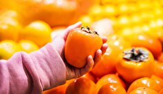 کارشناسان در مورد انتخاب خرمالو‌های رسیده و خوشمزه توصیه‌هایی ارائه دادند