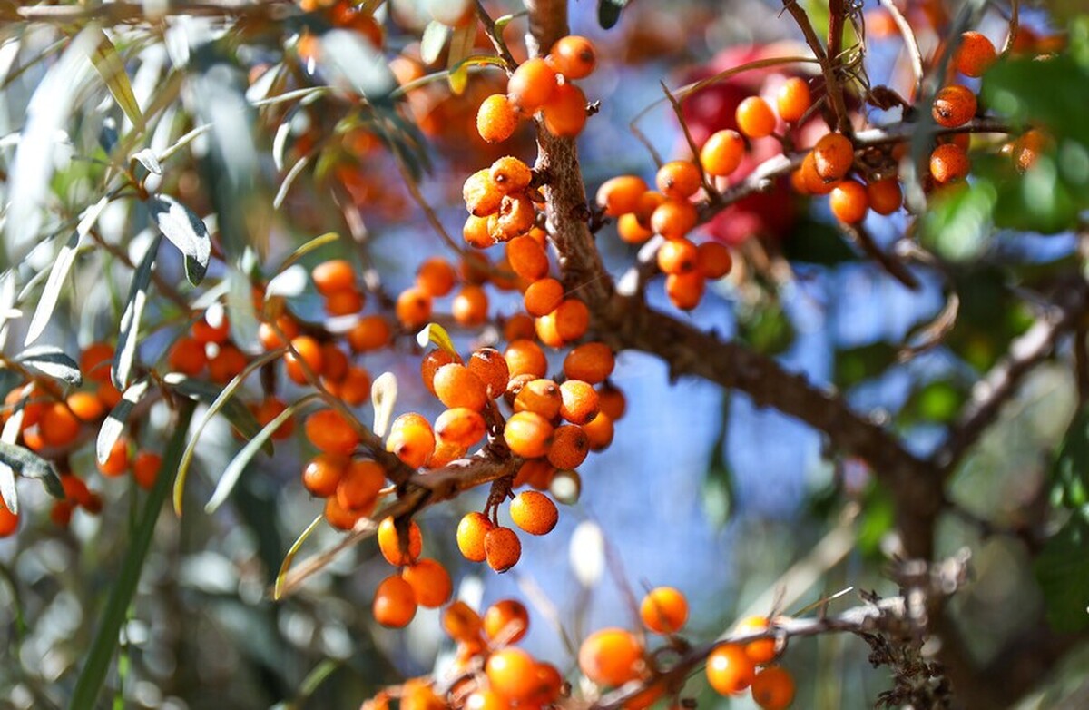 «معجزه سیبری»: میوه کوچکی که با ۳ بیماری کشنده مبارزه می‌کند و با چین و چروک مبارزه می‌کند