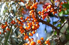 «معجزه سیبری»: میوه کوچکی که با ۳ بیماری کشنده مبارزه می‌کند و با چین و چروک مبارزه می‌کند