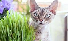 حقایقی درباره علف گربه که شاید شما نمی‌دانید