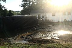 دانشمندان یاد گرفته‌اند که مدفوع گاو را به مواد بسته‌بندی تبدیل کنند