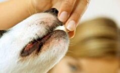 اگر سگ دارید از این غذا‌های ضروری غافل نشوید