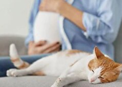 انگلی خطرناک در کمین زنان بارداری که از گربه نگهداری می‌کنند