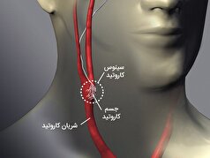 عضو کوچک در بدن که باورتان نمی‌شود دلیل اصلی فشار خون بالا باشد!
