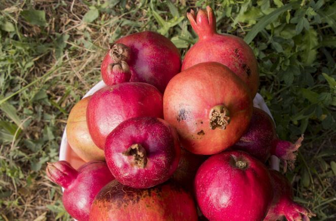 دستور تهیه لواشک انار به سبک بازاریها! دستور تهیه لواشک انار به سبک بازاریها!