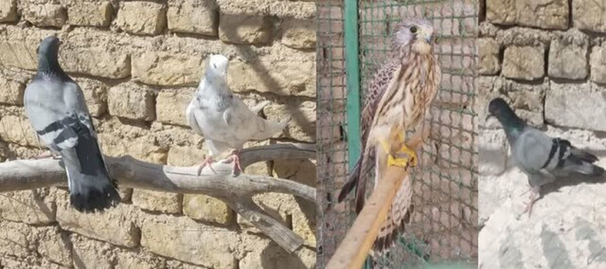 کشف ۴ بهله پرنده شکاری و وحشی از صیادان غیربومی در دامغان