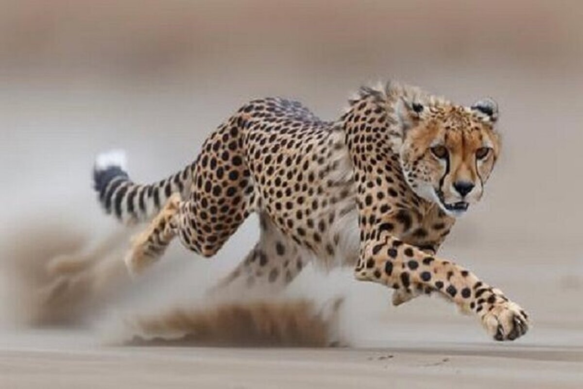 ثبت تصویری ۵ قلاده یوزپلنگ آسیایی در حیات‌وحش میاندشت خراسان شمالی