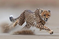 ثبت تصویری ۵ قلاده یوزپلنگ آسیایی در حیات‌وحش میاندشت خراسان شمالی