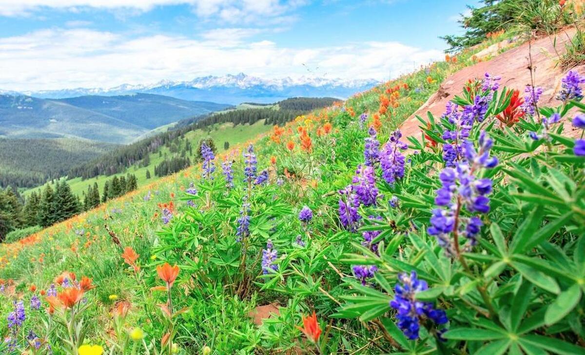 کاهش بارندگی های برفی و پیامدهای آن در طبیعت