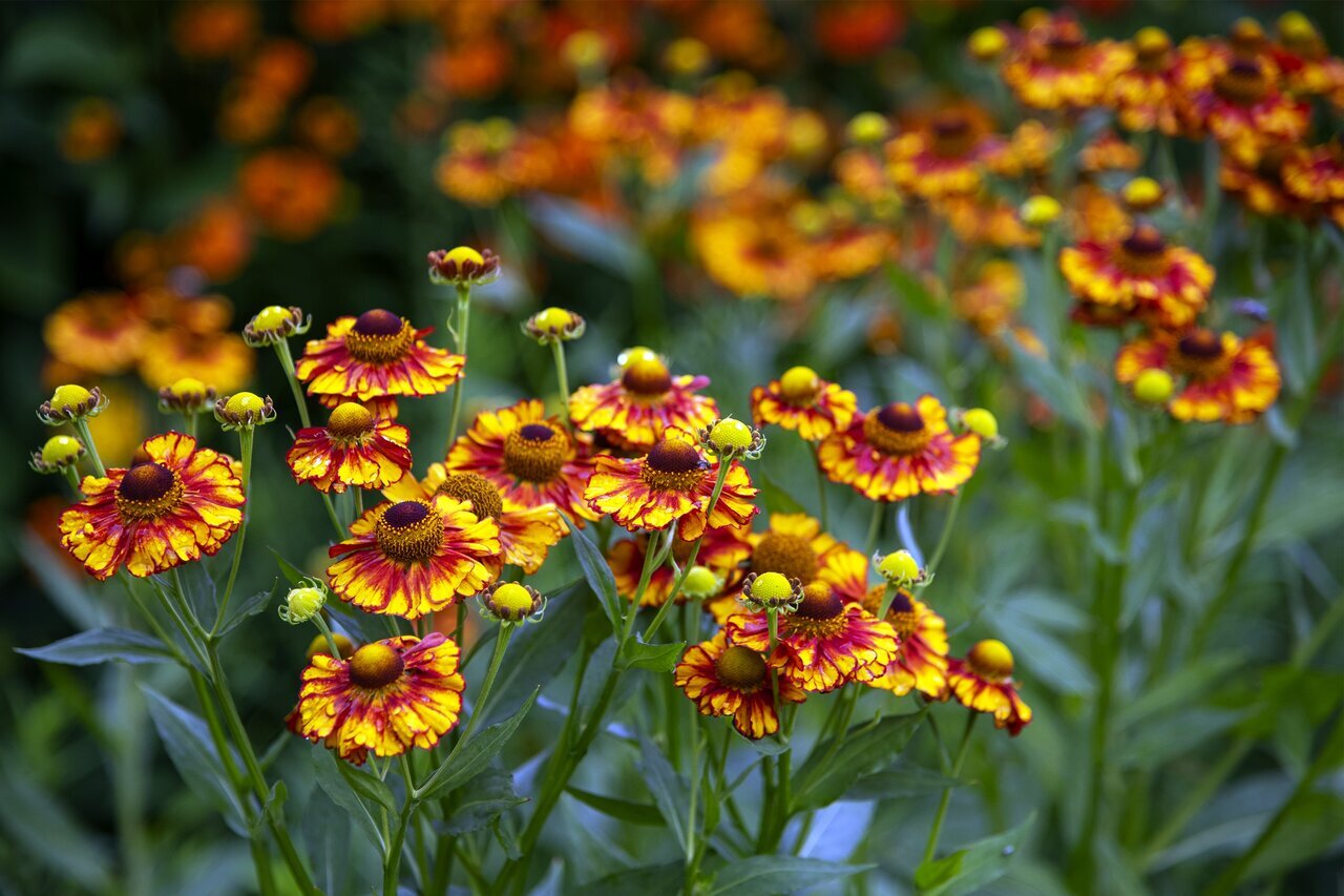 با این ۱۰ گیاه به باغچه خود رنگ و بوی متفاوت ببخشید! با این ۱۰ گیاه به باغچه خود رنگ و بوی متفاوت ببخشید!