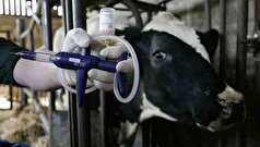 مدیرکل دامپزشکی استان: سویه جدید بیماری تب برفکی در کرمانشاه تحت کنترل است