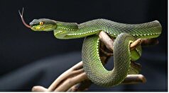 آیا می‌دانستید ادرار بسیاری از خزندگان بلور‌های سفیدرنگ جامد است؟