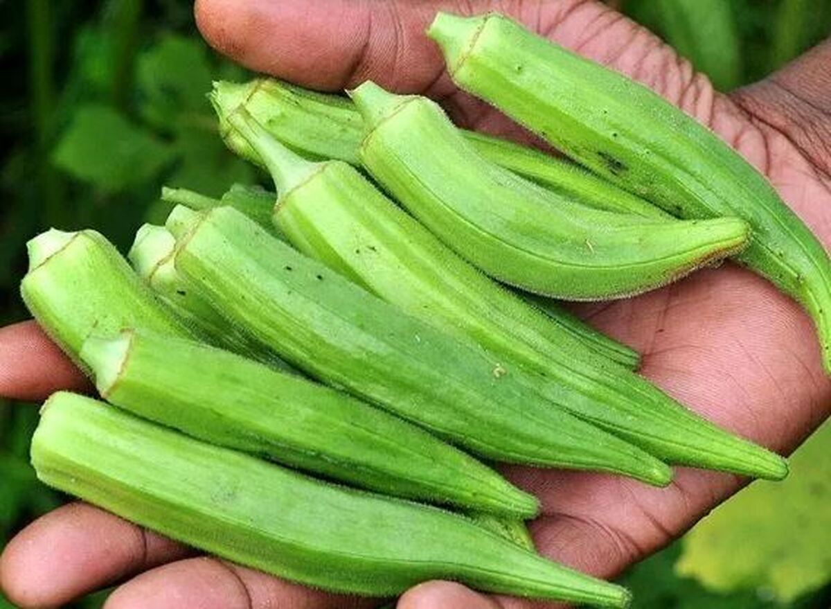 آب بامیه؛ یک نوشیدنی شفا بخش که اغلب دست کم گرفته می‌شود!