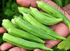 آب بامیه؛ یک نوشیدنی شفا بخش که اغلب دست کم گرفته می‌شود!