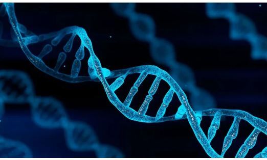 الگو گیری از DNA نهنگ قطبی برای جاودانه کردن انسان! الگو گیری از DNA نهنگ قطبی برای جاودانه کردن انسان!