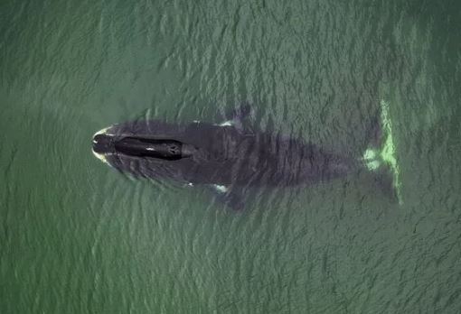 الگو گیری از DNA نهنگ قطبی برای جاودانه کردن انسان! الگو گیری از DNA نهنگ قطبی برای جاودانه کردن انسان!