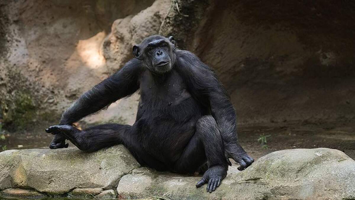 دانشمندان نشانه‌هایی از تفکر منطقی در شامپانزه‌ها کشف کرده‌اند.