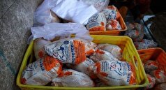 گرانی قیمت مرغ ارتباطی به مرغدار ندارد