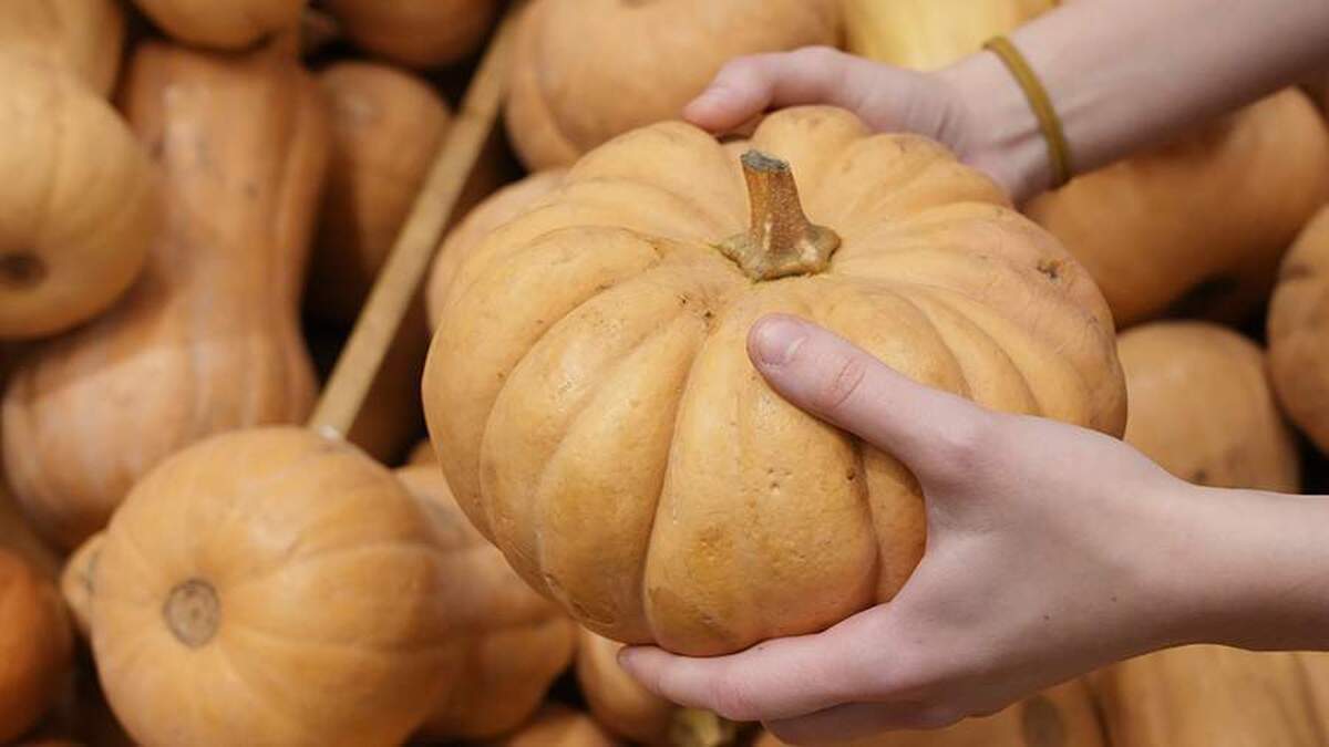 دانشمندان علل تجمع سم در کدو تنبل را کشف کرده‌اند.