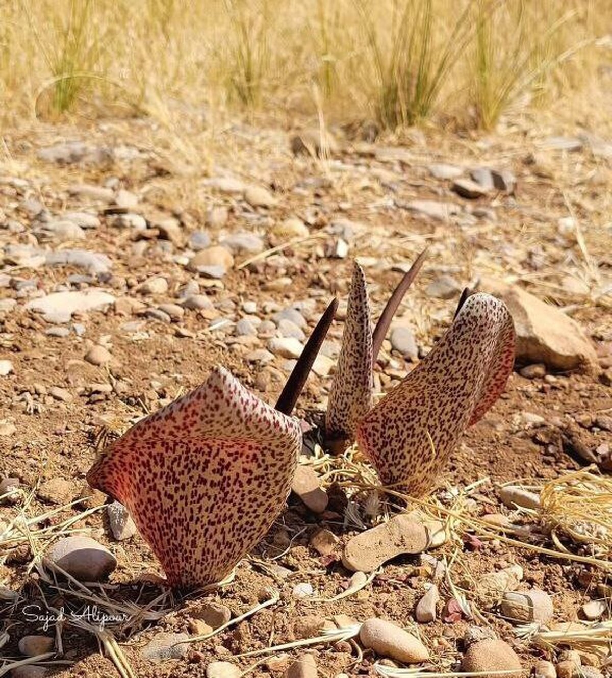 گیاهی عجیب در ارتفاعات زاگرس که قبل از ساقه و برگ، گل می‌دهد!