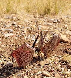 گیاهی عجیب در ارتفاعات زاگرس که قبل از ساقه و برگ، گل می‌دهد!