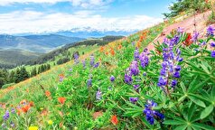 کاهش بارندگی های برفی و پیامدهای آن در طبیعت