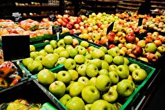 افغانستان محموله بزرگی از سیب را به روسیه صادر کرد