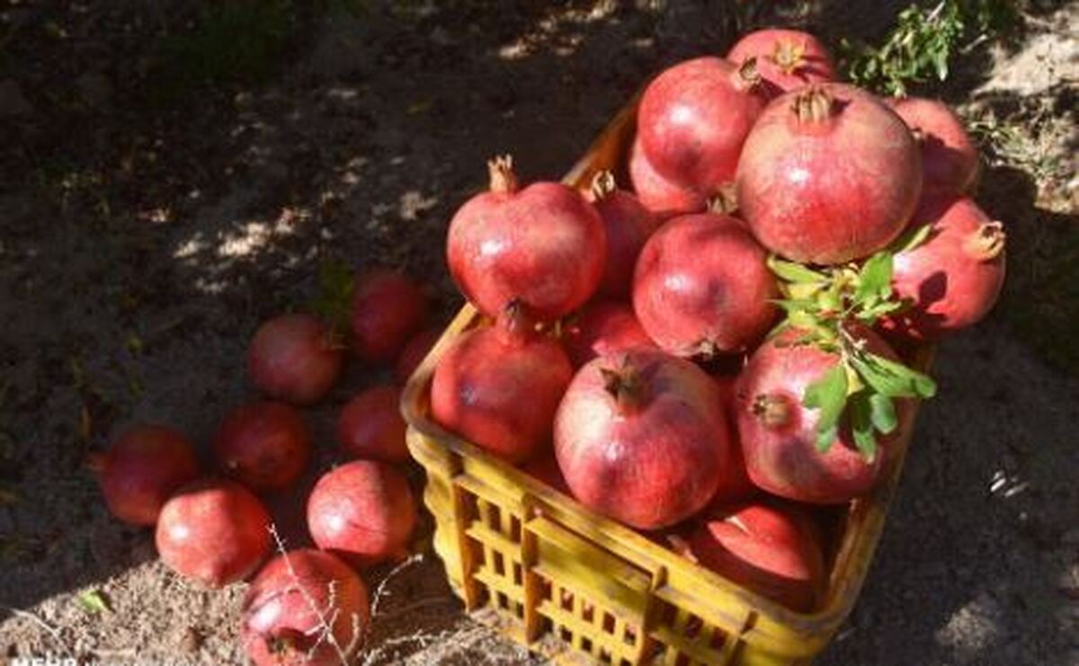 هضم آسان‌تر انار با شناخت مصلحات آن در طب سنتی!