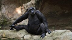 دانشمندان نشانه‌هایی از تفکر منطقی در شامپانزه‌ها کشف کرده‌اند.