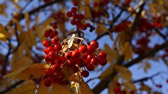 یک متخصص تغذیه درباره موارد منع مصرف توت محبوب پاییزی هشدار داد.