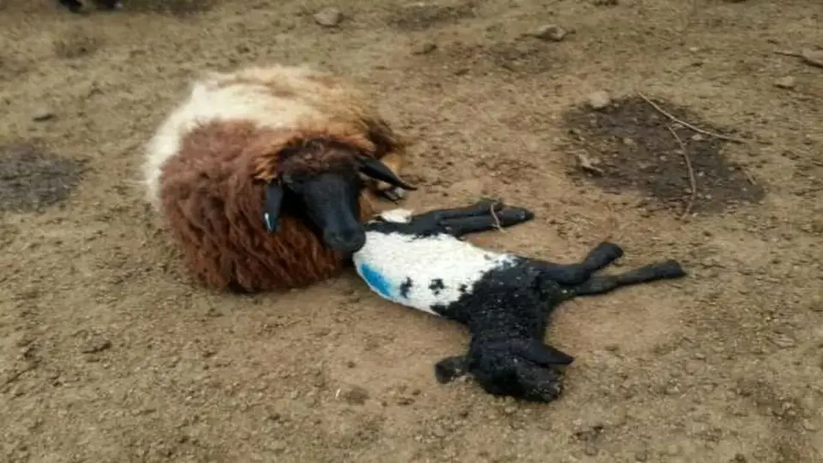 هشدار‌های جهانی درباره اپیدمی ویروس تب‌برفکی!