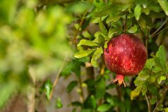 طبق اصول طب سنتی انواع مزه‌های انار را اینگونه بخورید!