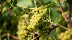 روسیه واردات انگور از گرجستان را در ماه سپتامبر از سر گرفت.