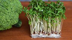 جوانه‌های کلم بروکلی هفت برابر بیشتر از کلم بروکلی بالغ حاوی پلی‌سولفید هستند