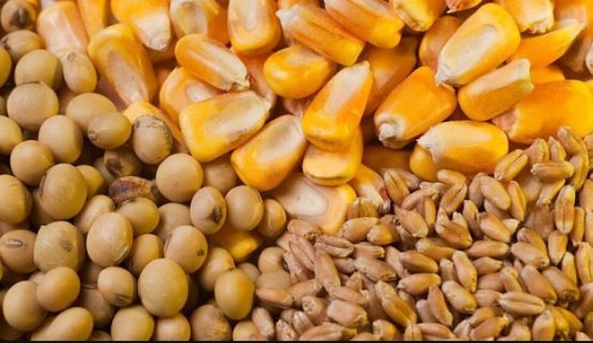 تشدید برخورد با اخلالگران توزیع نهاده‌های دامی/ واردکنندگان متخلف از سامانه حذف می‌شوند