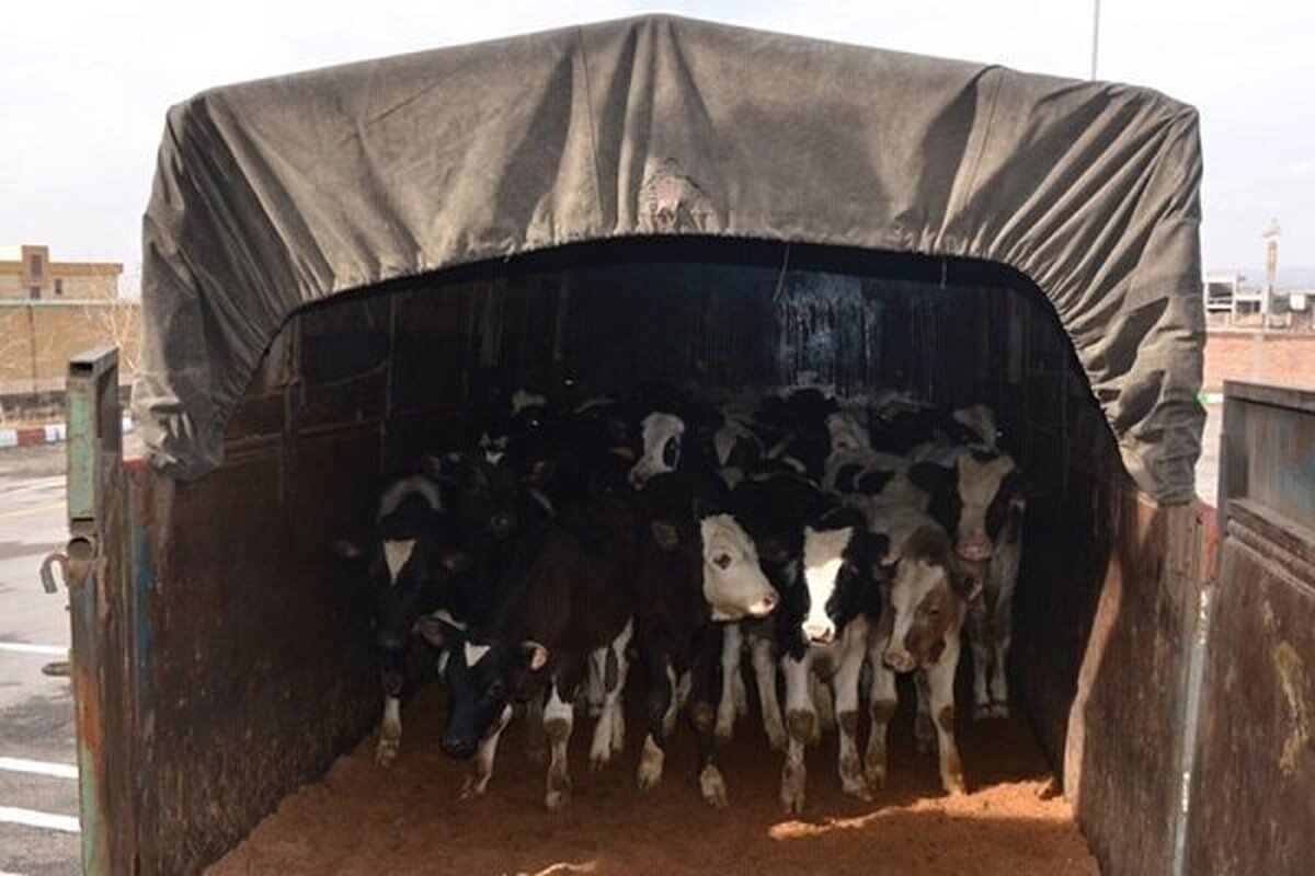 ممنوعیت حمل و نقل دام زنده و کود دام بدون گواهی بهداشتی قرنطینه‌ای