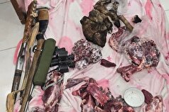 سه نفر از شکارچیان غیرمجاز حیات‌وحش به دام افتادند