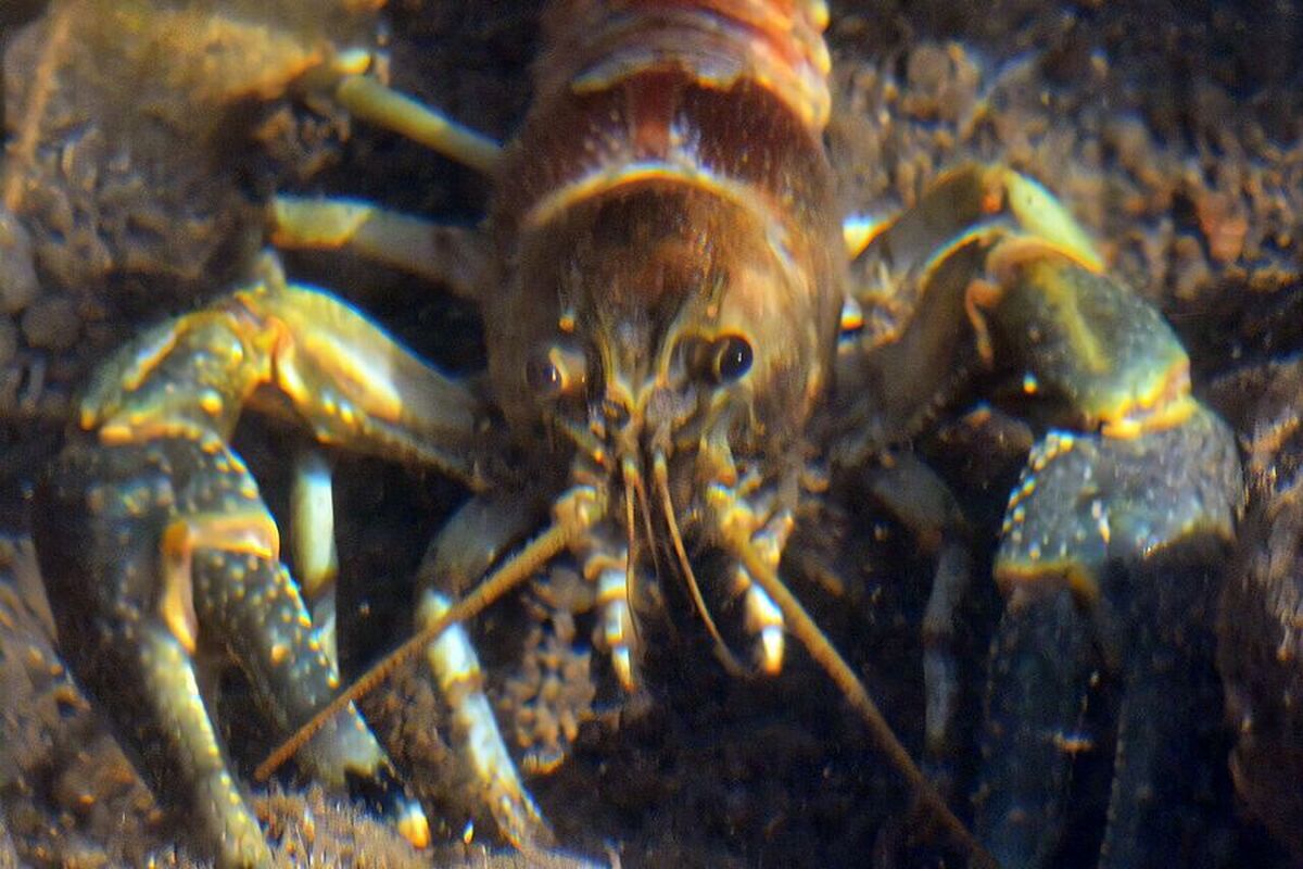 کشف خرچنگ زنگ‌زده در کلرادو